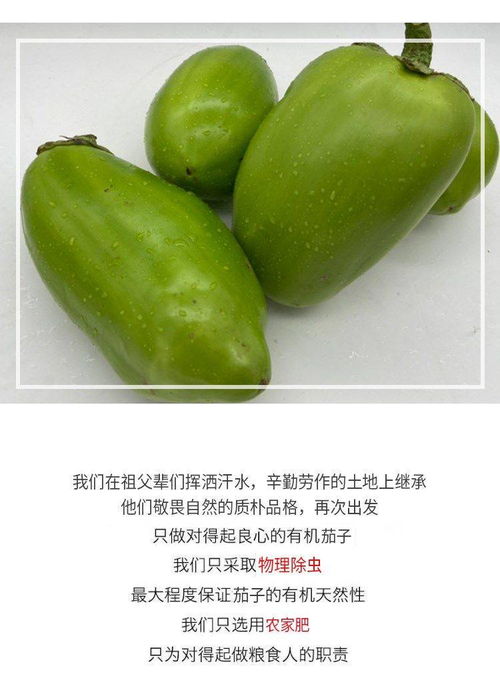綠意滿(mǎn)農(nóng)家 青茄子的新鮮之旅